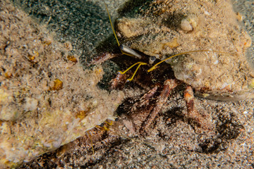 Bristled Hermit Crab in the Red Sea Colorful and beautiful, Eilat Israel