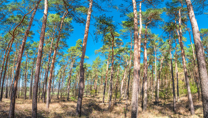Fototapeta premium Panoramic view of wild pine tree forest at early Spring, near Magdeburg, Germany