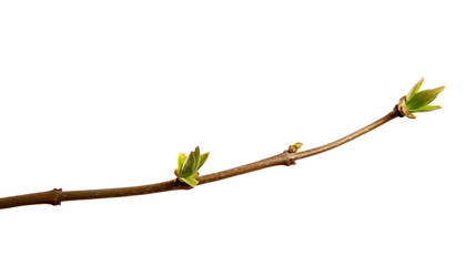 Branch of lilac bush with young leaves on an isolated white background
