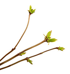 Branch of lilac bush with young leaves on an isolated white background