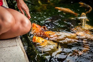 Feeding fish. koi fish in pond in the garden. Colorful decorative fish float in an artificial pond.
