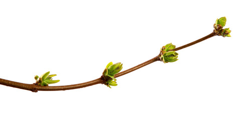 Branch of lilac bush with young leaves on an isolated white background