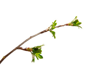 A branch of currant bush with young leaves on an isolated white background.
