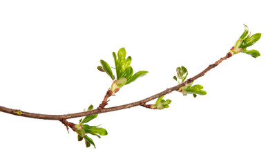 A branch of currant bush with young leaves on an isolated white background.