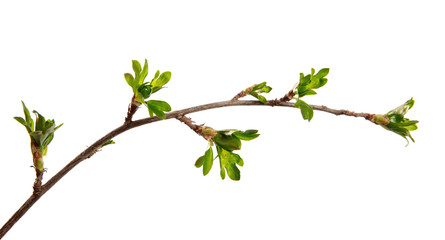 A branch of currant bush with young leaves on an isolated white background.