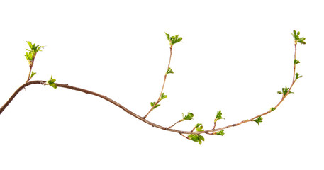 A branch of currant bush with young leaves on an isolated white background. - 262764348