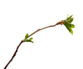 A branch of currant bush with young leaves on an isolated white background.