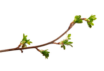 A branch of currant bush with young leaves on an isolated white background.