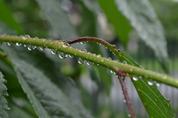 macro photography of plants of insects and dew drops