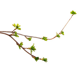 A branch of currant bush with young leaves on an isolated white background.