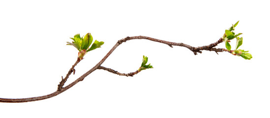 A branch of currant bush with young leaves on an isolated white background. - 262764545