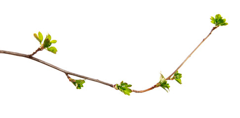 A branch of currant bush with young leaves on an isolated white background.