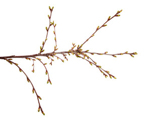 Fototapeta premium Cherry fruit tree branch with swollen buds on an isolated white background.