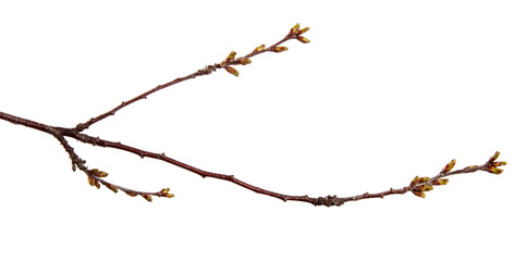 Fototapeta na wymiar Cherry fruit tree branch with swollen buds on an isolated white background.