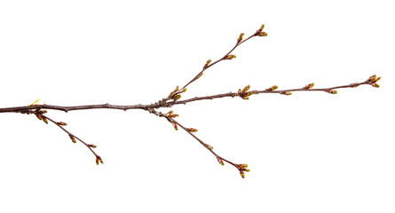 Fototapeta na wymiar Cherry fruit tree branch with swollen buds on an isolated white background.
