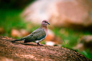 Laughing Dove, Spilopelia senegalensis, Hampi, Karnataka, India.