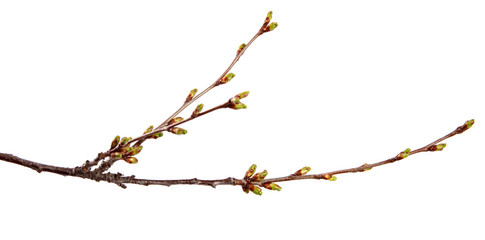 Cherry fruit tree branch with swollen buds on an isolated white background.