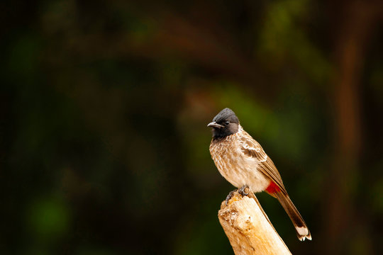 Red-vented Bulbul, Pycnonotus cafer, Hampi, Karnataka, India.