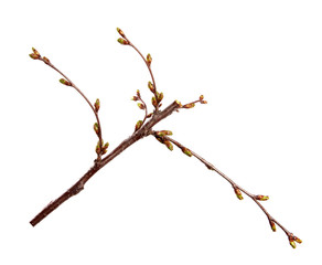 Cherry fruit tree branch with swollen buds on an isolated white background.