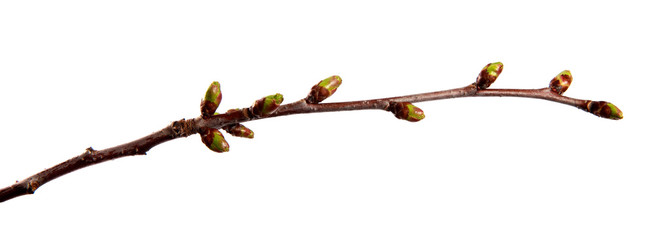 Cherry fruit tree branch with swollen buds on an isolated white background.