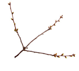 Cherry fruit tree branch with swollen buds on an isolated white background.