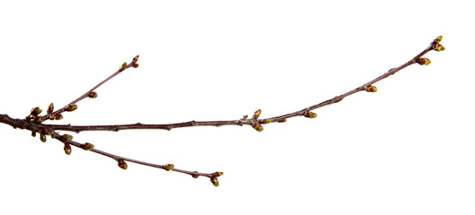 Cherry fruit tree branch with swollen buds on an isolated white background.