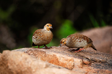 Grey Francolin, Francolinus pondicerianus, Hampi, Karnataka, India.