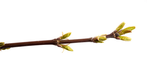A branch of maple tree with young leaves on an isolated white background.
