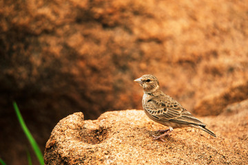 Ashy-crowned Sparrow-lark, Eremopterix griseus, Hampi, Karnataka, India.