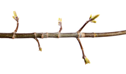 A branch of maple tree with young leaves on an isolated white background.