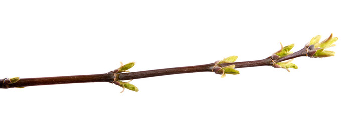 A branch of maple tree with young leaves on an isolated white background.