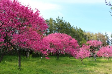 桃の花　満開　春　茨城