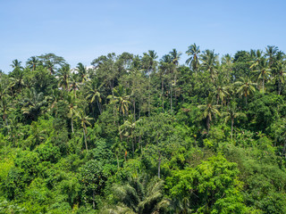 Fototapeta premium Beautiful landscape in Bali
