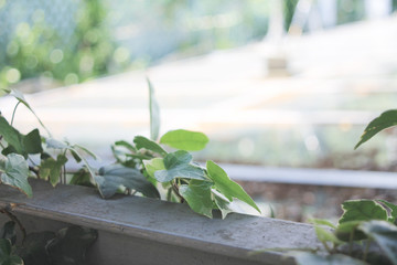 涼しげなグリーン