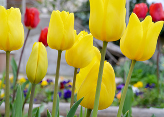 Obraz premium colorful tulips in the garden