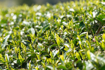 お茶の新芽
