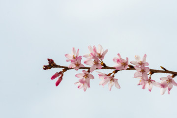 Cherry blossom in spring for background or copy space for text