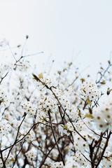 branch with white flowers tree in spring
