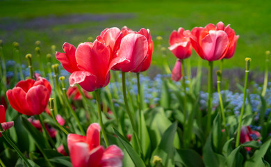 Tulips on the meadow