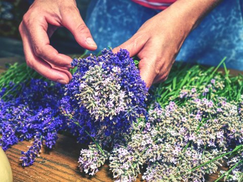  Girl hands are holding a bouquet of fresh lavender