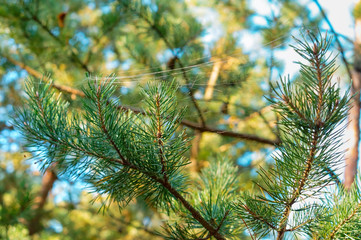 Cobweb on pine needles. Spruce branch in the web.