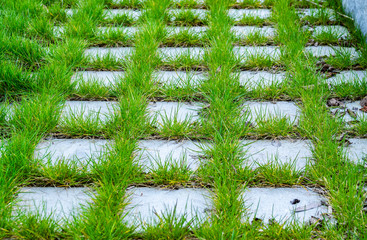 Nature and urban concept: Green growing grass between paving tiles, texture background.