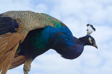 peacock bird Pavo cristatus