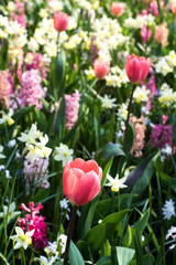 village meadow full of flowers