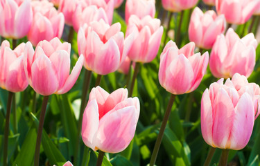 cute bunch of pink tulips in a spring garden