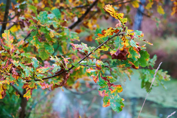 Yellowed wet oak leaves. Autumn landscape.