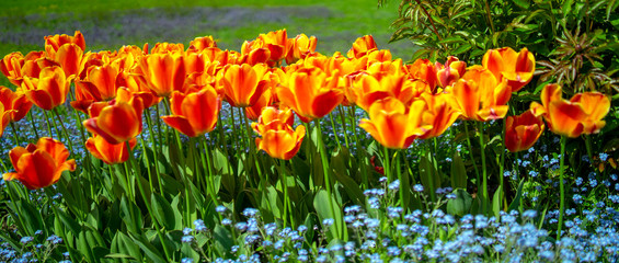 Tulips on the meadow