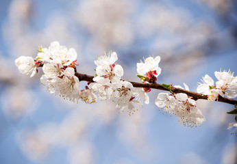 Apricot blossom in spring garden of Kyiv, Ukraine