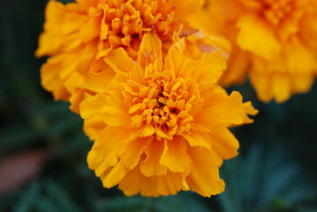 macro photography of plants of insects and dew drops