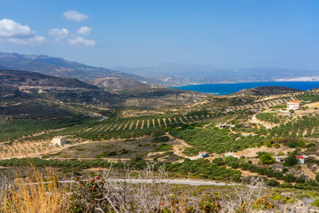 Naklejka premium olive plantation on the Crete,Greece